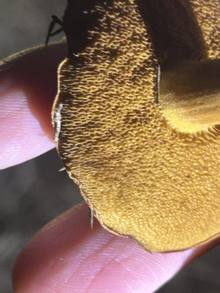 Chalciporus piperatus · January 2025 · photo: © danrob (iNaturalist, cc-by)