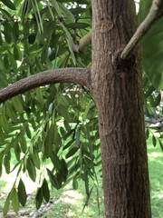 Simarouba
