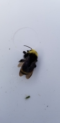 Bombus vosnesenskii