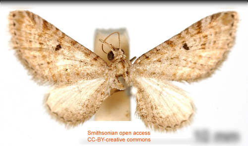 Eupithecia sylpharia