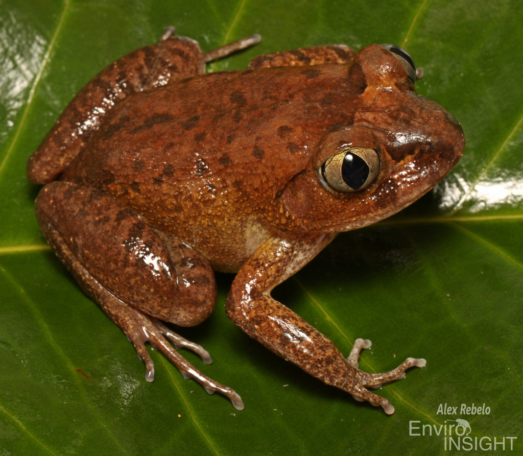 Western Night Frog
