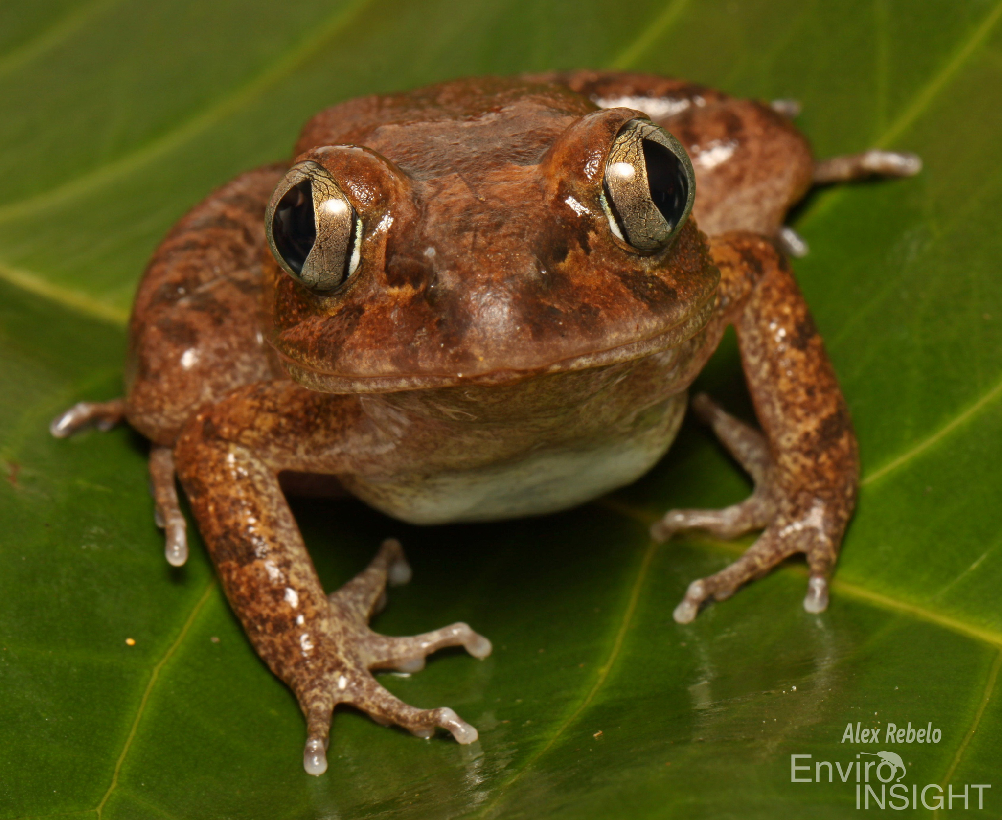 Astylosternus occidentalis Parker, 1931