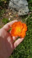 Papaver croceum