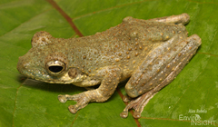 African Foam-Nest Treefrog photo 3