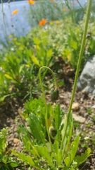 Papaver croceum