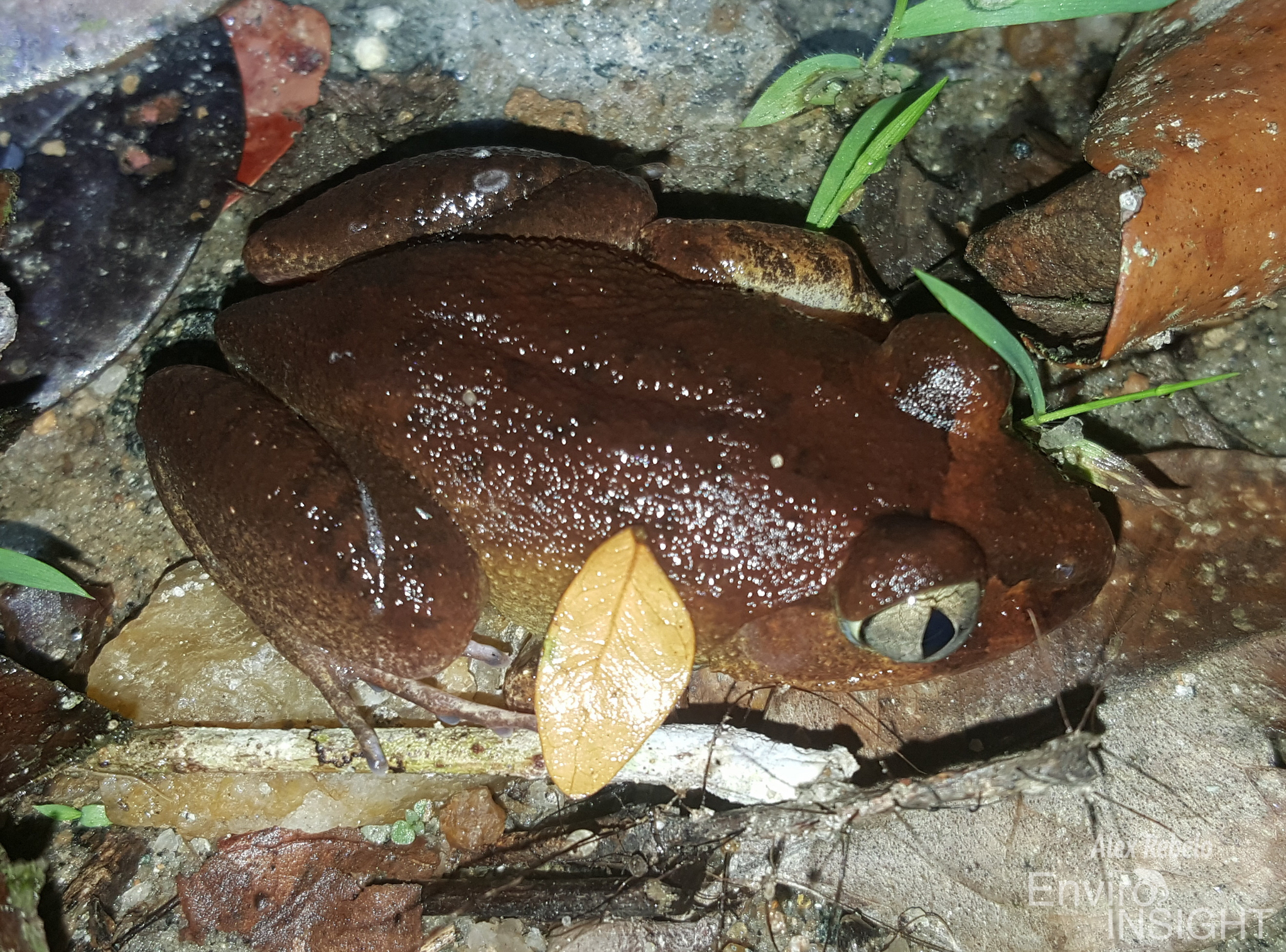 Astylosternus occidentalis Parker, 1931