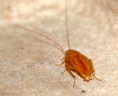 Ectobius pallidus