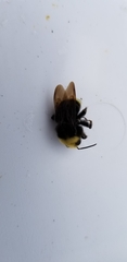 Bombus vosnesenskii