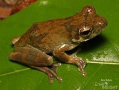 African Foam-Nest Treefrog photo 4
