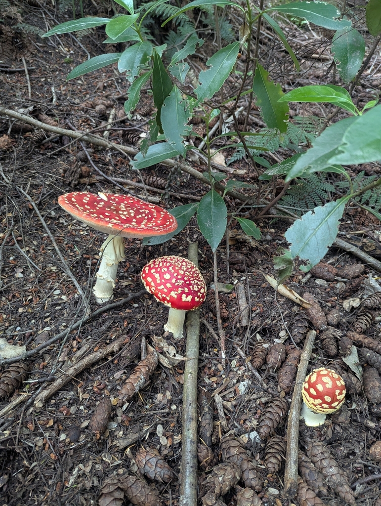 Amanita muscaria · January 2025 · photo: © austenarmstrong (iNaturalist, cc-by)