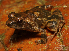 Liberia River Frog photo 2