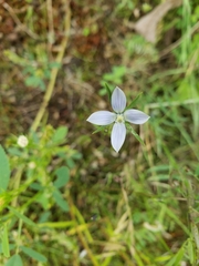 Lomatogonium rotatum