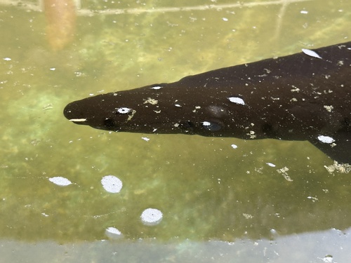 Cuban alligator gar (Atractosteus tristoechus) — Lepisosteidae