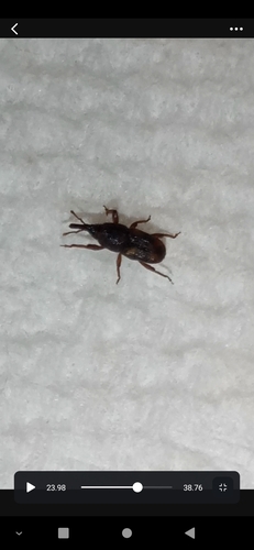 Rice Weevil photo 2