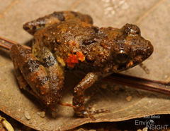 Puddle Frog photo 2
