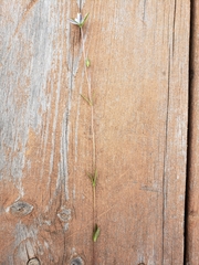 Lomatogonium rotatum