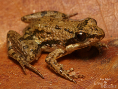 Ahl's River Frog photo 3