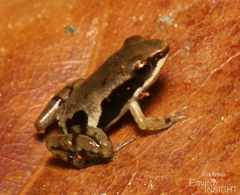 Macenta River Frog photo 4