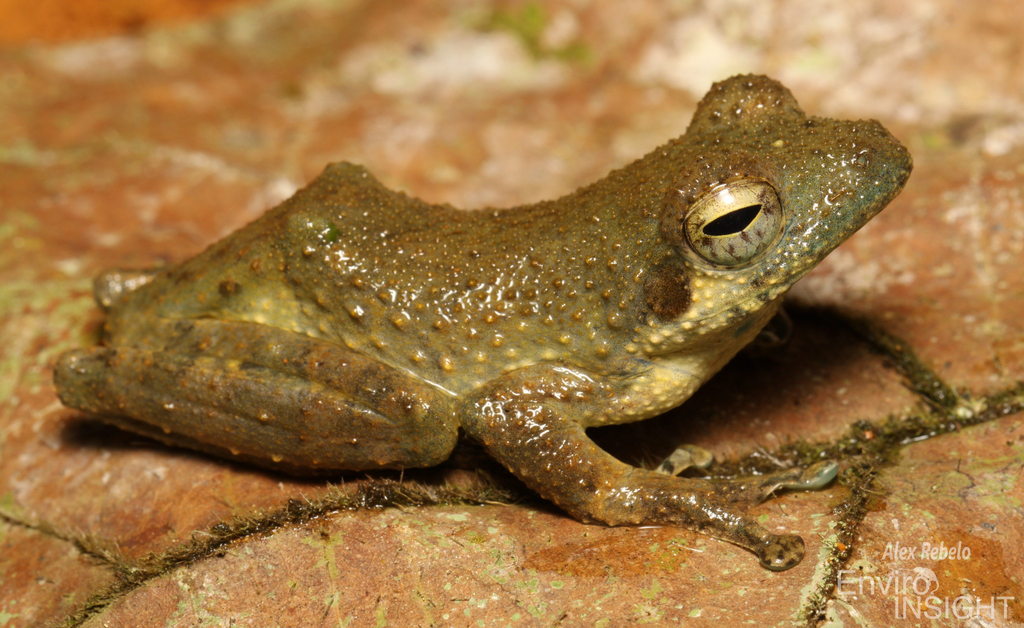 African Foam-Nest Treefrog