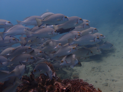 Plectorhinchus schotaf observed 2025-01-09