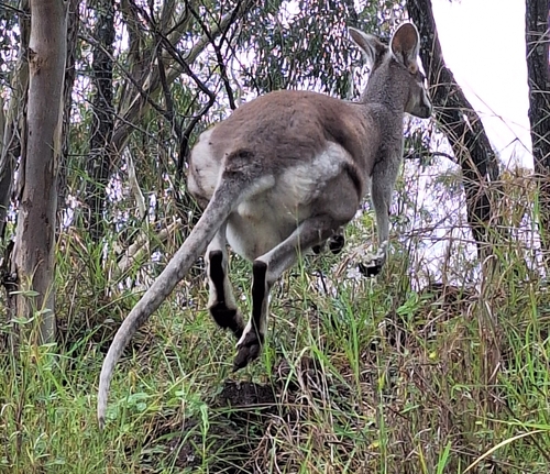 Pretty-faced Wallaby