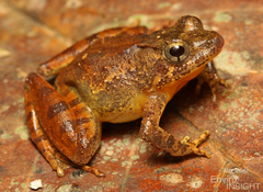 Allen's River Frog photo 2