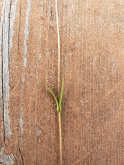 Lomatogonium rotatum