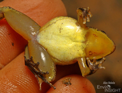 Allen's River Frog photo 5