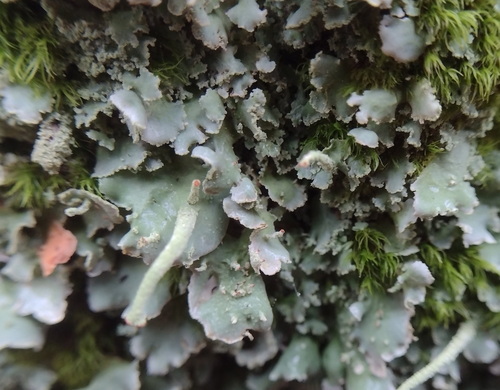 Finger-Scharlachflechte