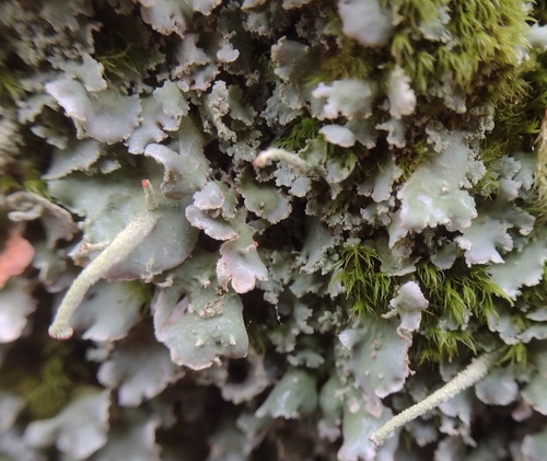 Finger-Scharlachflechte