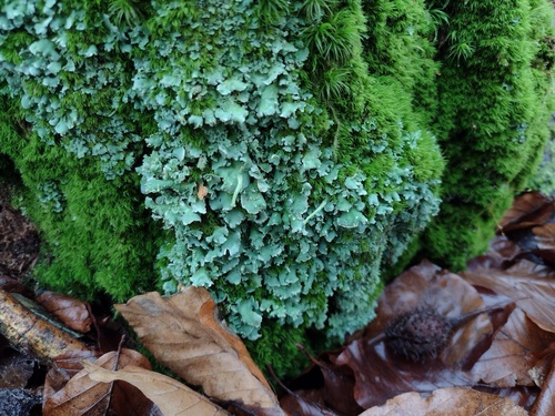 Finger-Scharlachflechte