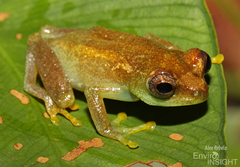Sierra Leone Reed Frog photo 4