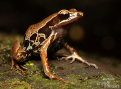 Long-Fingered Frog photo 2
