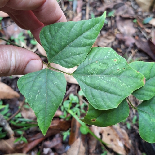 Image of Rhynchosia acuminatissima by (c) Greg Tasney, some rights reserved (CC BY-SA)