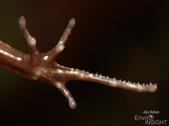 Long-Fingered Frog photo 4