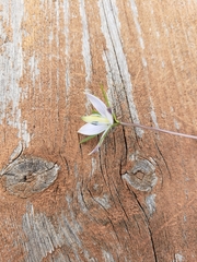 Lomatogonium rotatum