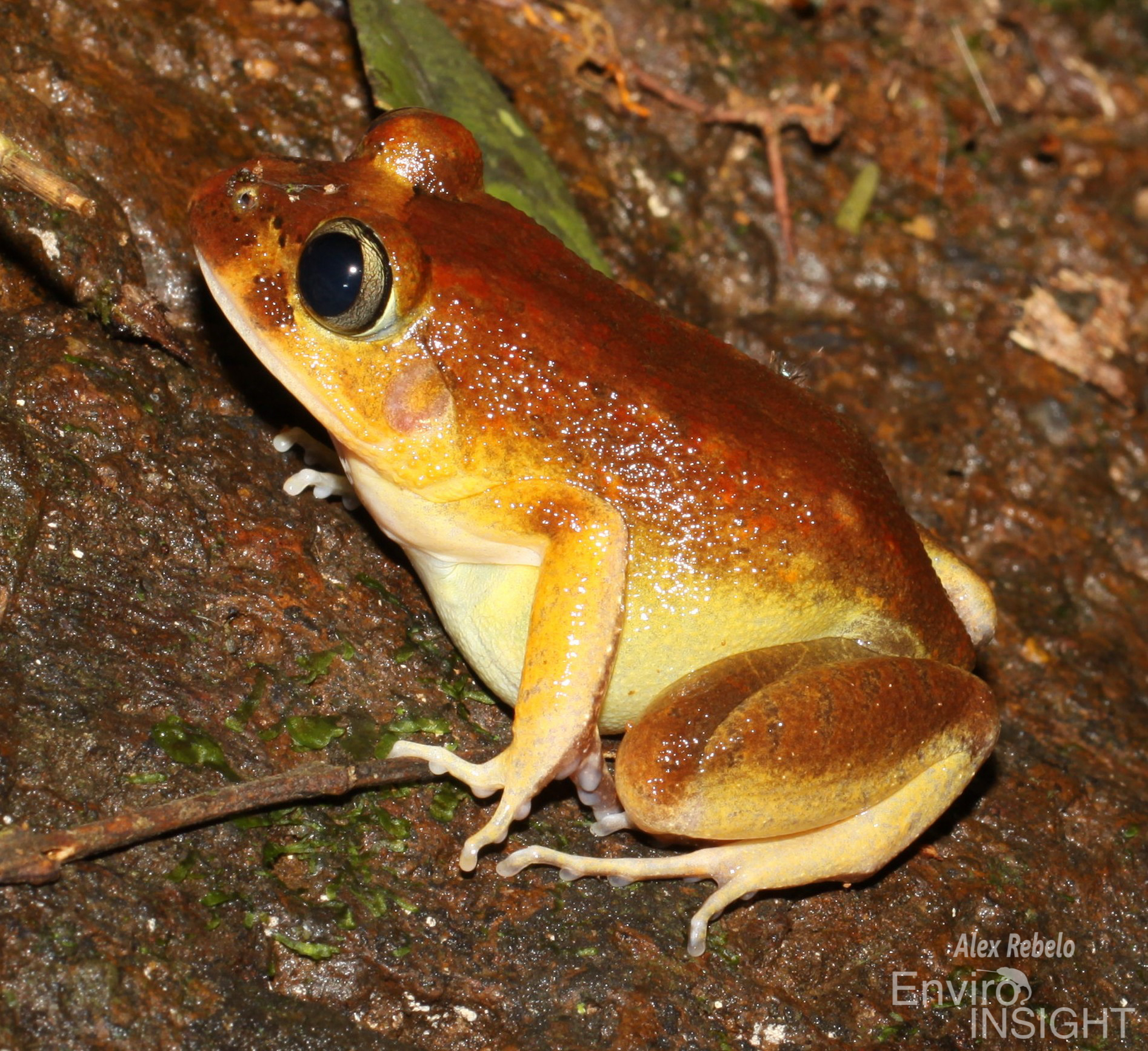 Astylosternus occidentalis Parker, 1931