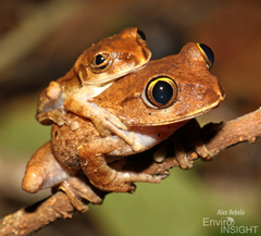 Forest Treefrog photo 2
