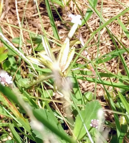 Cyperus lanceolatus image