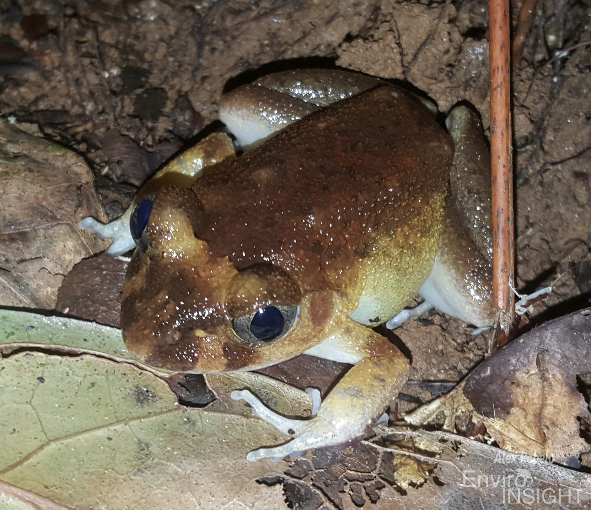 Astylosternus occidentalis Parker, 1931