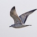 Herring Gull - Photo (c) Lip Kee, some rights reserved (CC BY-SA)