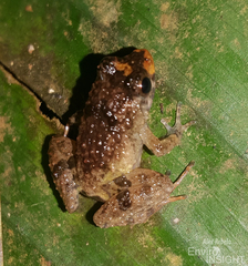 Chabanaud's River Frog photo 3