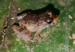 Chabanaud's River Frog photo 5