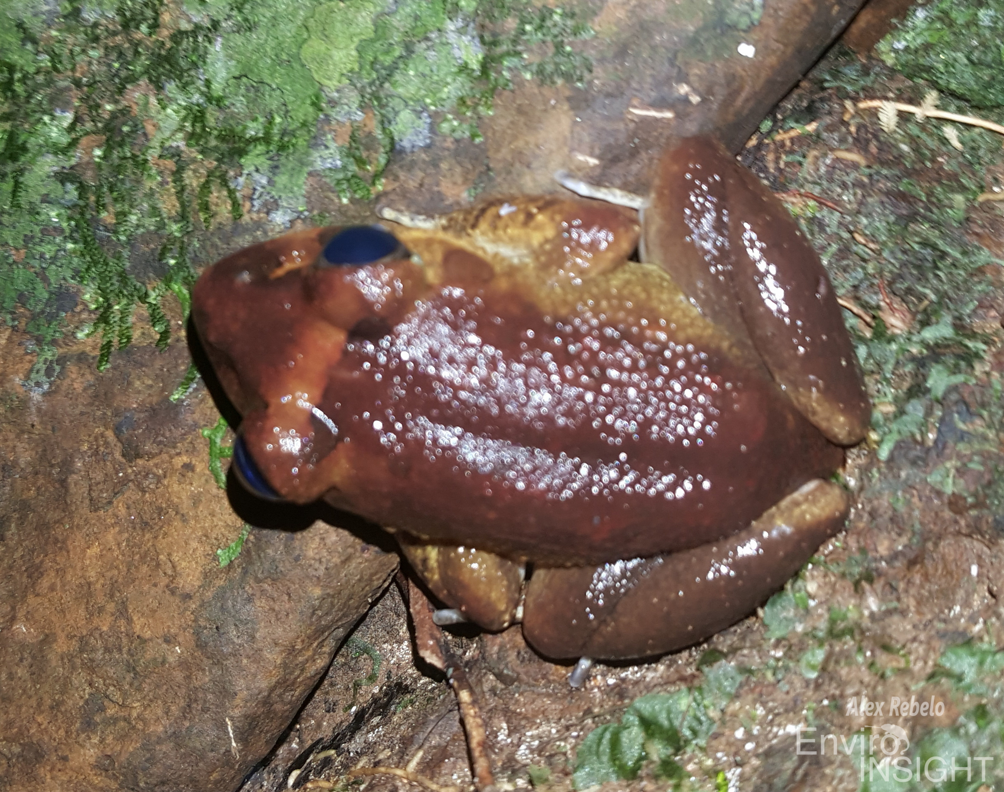 Astylosternus occidentalis Parker, 1931