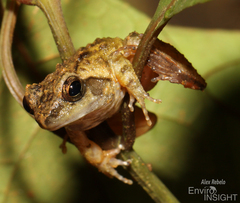Liberia River Frog photo 4