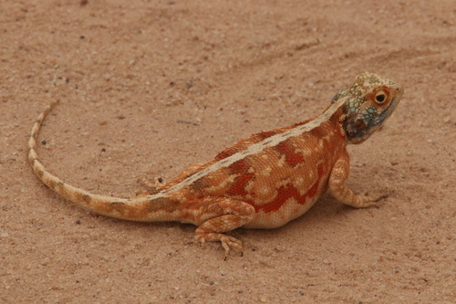 Ground Agama, Agama aculeata