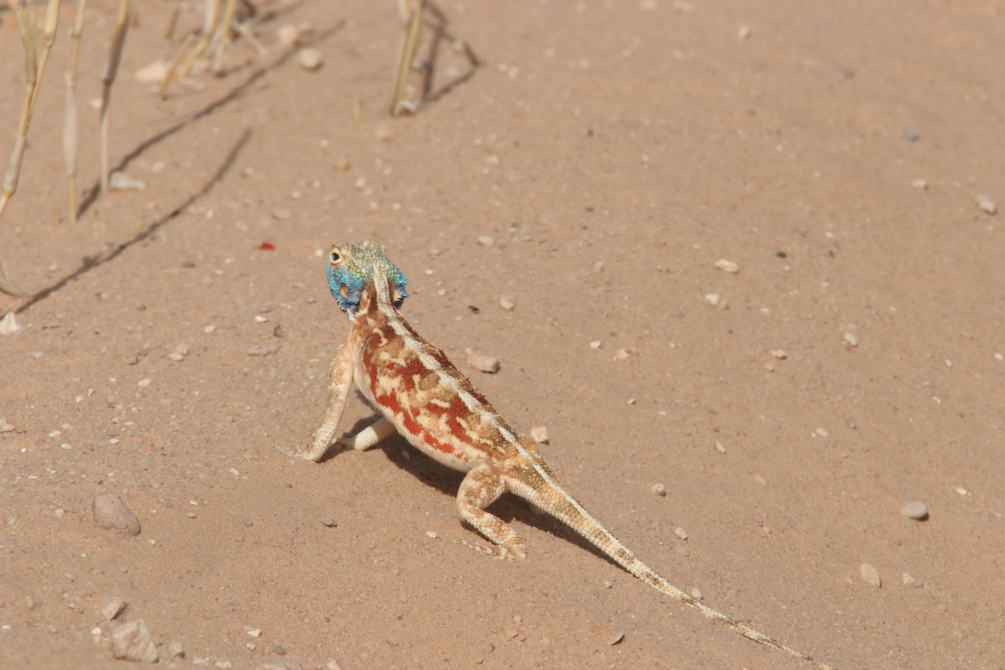 Agama aculeata Merrem, 1820