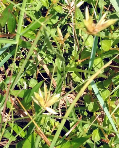 Cyperus lanceolatus image