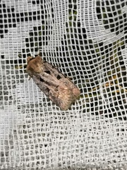 Chersotis rectangula