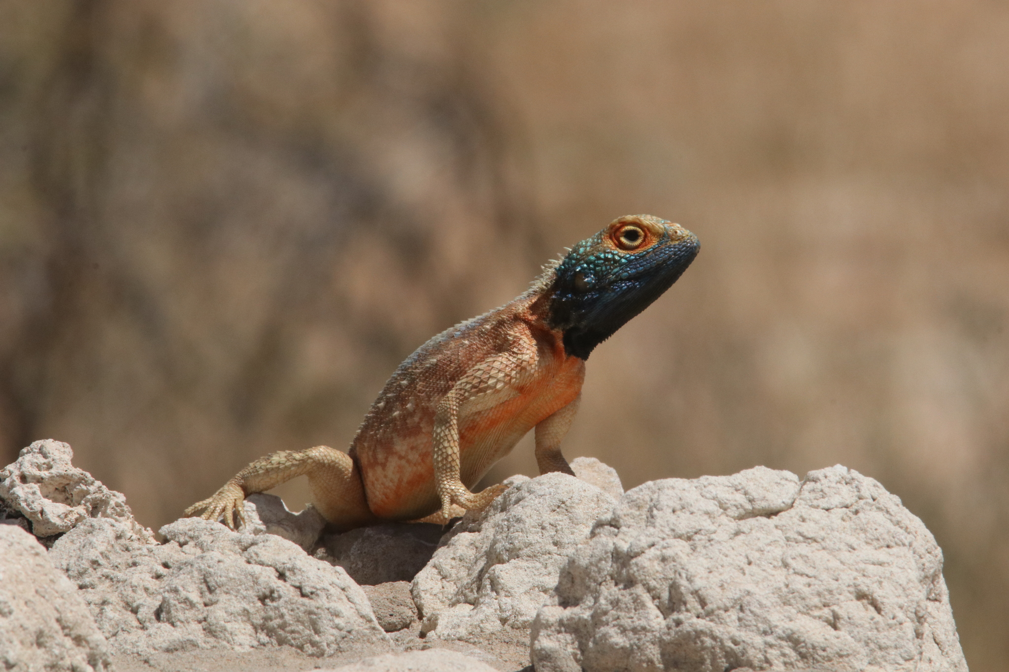 Agama aculeata Merrem, 1820
